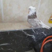 کبوتر شازده نوک قنار