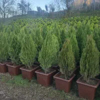 فروش گلهای بیرونی و آپارتمانی