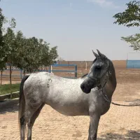 اسب خالص ایرانی