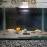 آکواریوم شیشه خم همراه با شن سنگ لارو فایتر حلزون