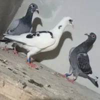 کفتر دورگ