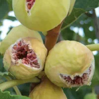 فروش نهال انجیر استهبان