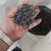 خرید و فروش انواع کشمش|خوردنی و آشامیدنی|تاکستان, |دیوار