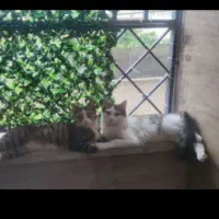 گربه گم شده|حیوانات|کرج, کوی زنبق|دیوار