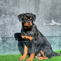 توله روتوایلر نر 5 ماهه دو سر شجره