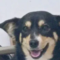 سگ گمشده نر نزاد دار