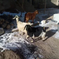 بز نر و ماده|حیوانات مزرعه|قروه, |دیوار