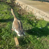 غاز نر اردک روسی