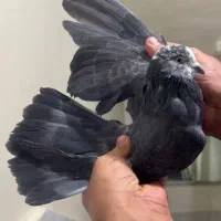 ۱۲طوق کفتر