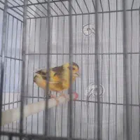 قناری اماده|پرنده|محمدشهر, ولدآباد|دیوار