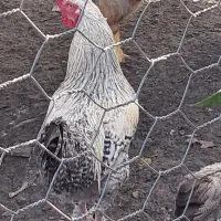 فروش خروس نژاد ساسکس(sussex)اصیل و سالم|حیوانات مزرعه|شلمان, |دیوار