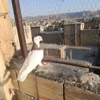 کبوتر طوقی قهوه ای