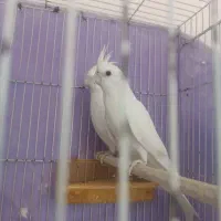 عروس هلندی