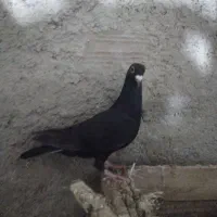 کبوترزاغ فروشی|پرنده|آشخانه, |دیوار