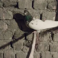 دو عدد کبوتر|پرنده|مهاجران, |دیوار