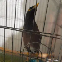 مرغ مینا|پرنده|زنجان, |دیوار