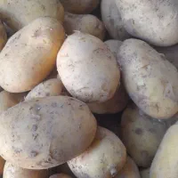 سیب زمینی تازه