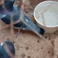 همش با هم مامله با یک جفت دم چتری|پرنده|کازرون, |دیوار