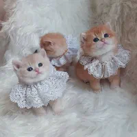 زیباترین گربه های خونگی با تربیت عالی|گربه|شیراز, درکی|دیوار