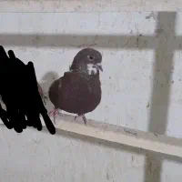 دو عدد کفتر نر مست