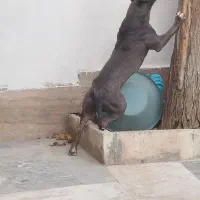 واگذاری یک قلاده سگ بیتپول|سگ|رودهن, |دیوار