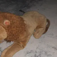 عروسک|اسباب‌‌بازی|کرمانشاه, |دیوار