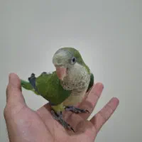راهب،گرینچیک