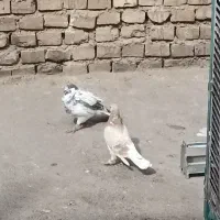 کفتر|پرنده|یزد, |دیوار