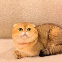 گربه نر آماده جفتگیری