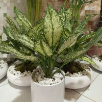 گل های خاص برا روزهای خاص. کادوی روز مادر|گل و گیاه طبیعی|فردیس, فردیس|دیوار