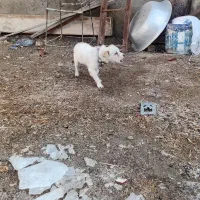 سگ پاکوتا|سگ|ملایر, |دیوار