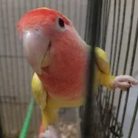 معاوضه کوتوله ماده با ماده