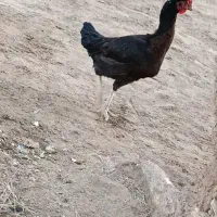 یک عدد مرغ افغان