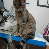 واگذاری رایگان گربه