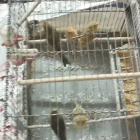 قناری ماده و نر