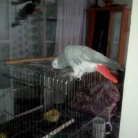 کاسکو سخنگو|پرنده|ری, سیزده آبان|دیوار