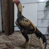 مرغ خروس افغان