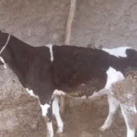 گوساله ماده