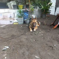 واگذاری این پسر ودختر نازو شیطون|سگ|آستانه اشرفیه, |دیوار