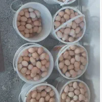 تخم مرغ محلی روزانه ۵هزار الله برکت