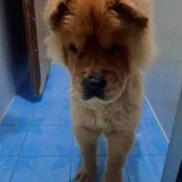 سگ چاوچاو|سگ|ساری, |دیوار