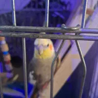 عروس هلندی نر