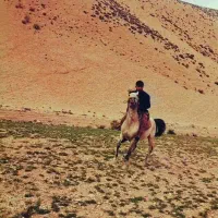 اسب|اسب و تجهیزات اسب‌سواری|ازنا, |دیوار