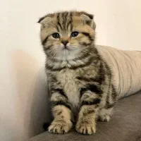 گربه|گربه|اصفهان, شیخ اشراق|دیوار