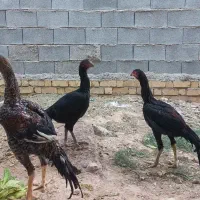 مرغ وخروس لاری اصل