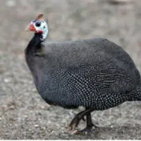 مرغ شاخدار یا هندی ماده