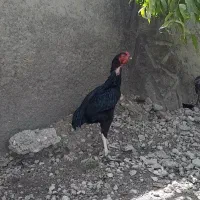 خروس لاری اوشامو|حیوانات مزرعه|کرمانشاه, |دیوار