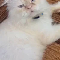 گربه پرشین اصل نر|گربه|رشت, باهنر|دیوار