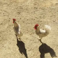 خروس سفید جهت معاوضه|پرنده|باغ بهادران, |دیوار