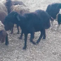 قوچ|حیوانات مزرعه|ارومیه, |دیوار